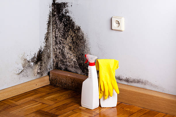 Professional Mold Removal in Bloomington, IN