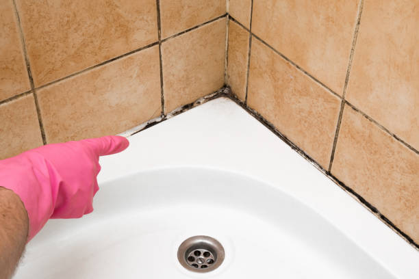 Best Black Mold Removal  in Bloomgton, IN